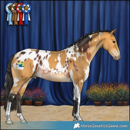 Horse Color:White Spotted Brown Appaloosa Rabicano  and White Spotted Buckskin Tobiano 
