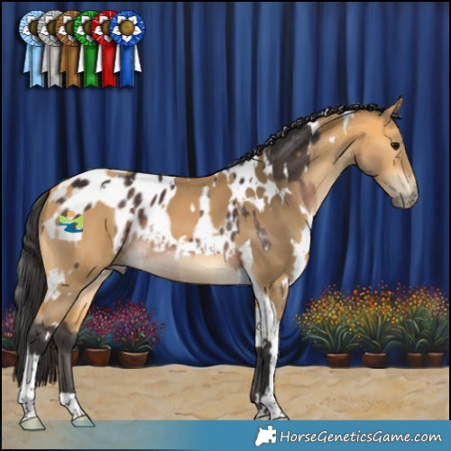 Horse Color:White Spotted Brown Appaloosa Rabicano  and White Spotted Buckskin Tobiano 