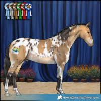 Horse Color:White Spotted Brown Appaloosa Rabicano and White Spotted Buckskin Tobiano