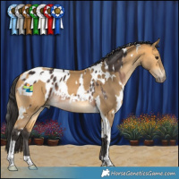 Horse Color:White Spotted Brown Appaloosa Rabicano  and White Spotted Buckskin Tobiano 