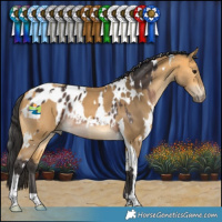 Horse Color:White Spotted Brown Appaloosa Rabicano  and White Spotted Buckskin Tobiano 