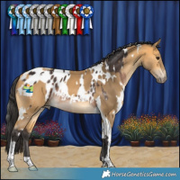 Horse Color:White Spotted Brown Appaloosa Rabicano  and White Spotted Buckskin Tobiano 