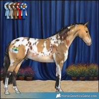 Horse Color:White Spotted Brown Appaloosa Rabicano  and White Spotted Buckskin Tobiano 