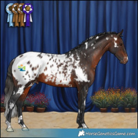 Horse Color:White Spotted Brown Blanket Rabicano 