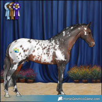 Horse Color:White Spotted Brown Appaloosa Rabicano 