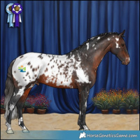 Horse Color:White Spotted Brown Appaloosa Rabicano 