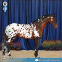 Horse Color:White Spotted Brown Appaloosa Rabicano