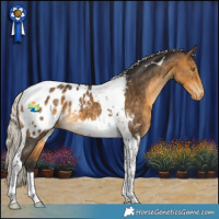Horse Color:Silver Buckskin Tobiano Appaloosa
