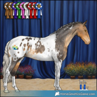 Horse Color:Silver Buckskin Tobiano Blanket 