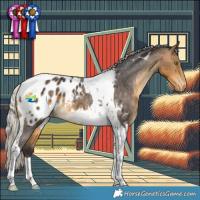 Horse Color:Silver Buckskin Tobiano Appaloosa 
