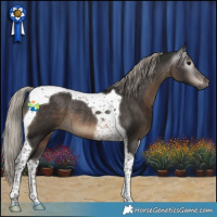 Horse Color:Gray Silver Black Tobiano Appaloosa Rabicano 