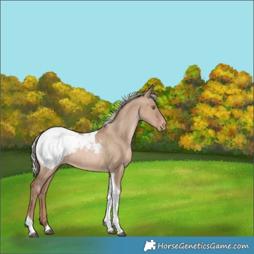 Horse Color:Silver Grullo Pearl Tobiano Snowcap Rabicano 