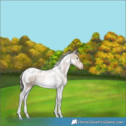Horse Color:White Spotted Silver Brown Dun Tobiano Varnish Rabicano 