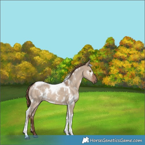 Horse Color:White Spotted Liver Red Dun Tobiano Rabicano 