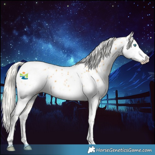 Horse Color:Silver Buckskin Splash Tobiano Appaloosa 