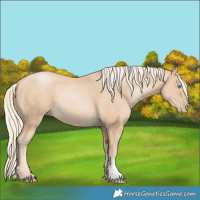 Horse Color:Palomino Pearl Sabino 