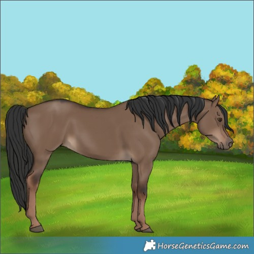 Horse Color:Liver Red Dun 