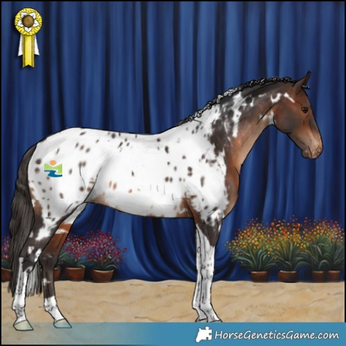 Horse Color:White Spotted Brown Tobiano Near Leopard 
