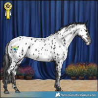 Horse Color:White Spotted Black Appaloosa 