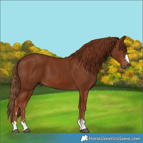 Horse Color:Unknown 