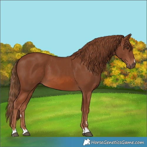 Horse Color:Unknown 