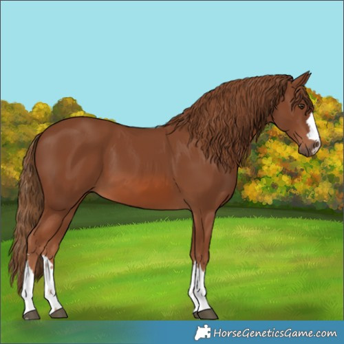 Horse Color:Unknown 