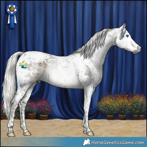 Horse Color:Gray Silver Smoky Black Splash Tobiano Appaloosa 