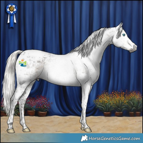 Horse Color:Gray Silver Smoky Black Splash Tobiano Appaloosa 