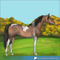 Horse Color:Bay Dun Tobiano Rabicano