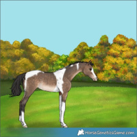 Horse Color:Bay Dun Tobiano Varnish Rabicano 