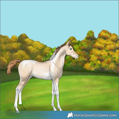Horse Color:Buckskin Pearl Dun Tobiano Varnish Rabicano 