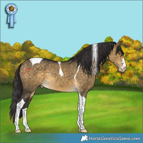 Horse Color:Buckskin Dun Tobiano Appaloosa Rabicano 