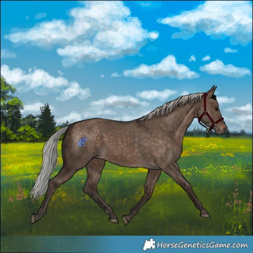 Horse Color:Silver Brown Dun 