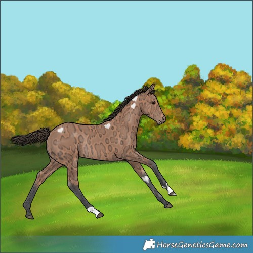 Horse Color:Bay Ice Rabicano 