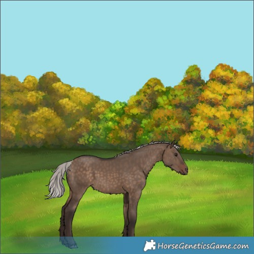 Horse Color:Silver Brown Dun 