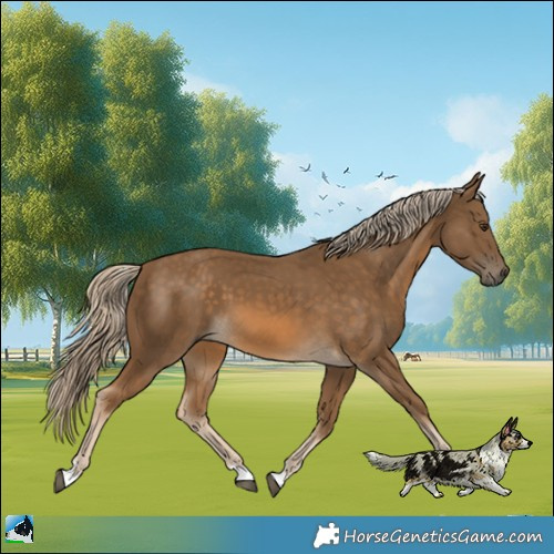 Horse Color:Chocolate Palomino 