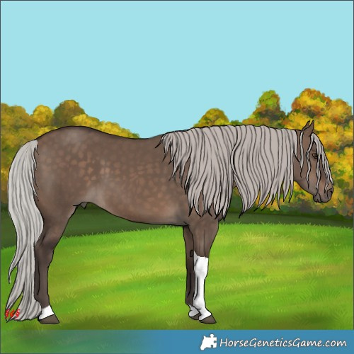 Horse Color:Silver Brown Dun Tobiano 