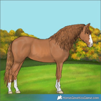 Horse Color:Chestnut 