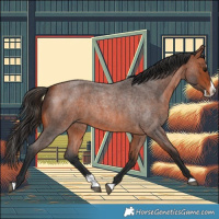 Horse Color:Brown Roan Splash