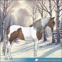 Horse Color:Silver Brown Dun Tobiano 