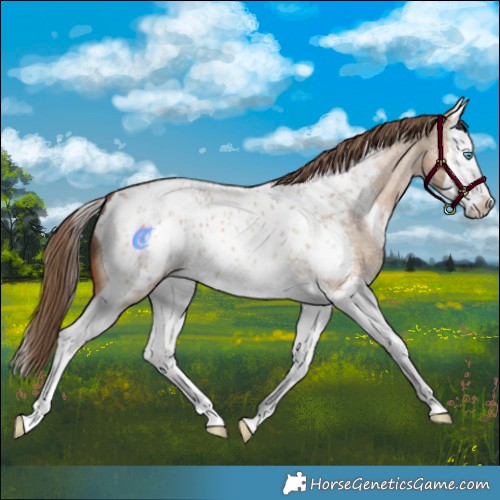 Horse Color:Bay Roan Dun Splash Blanket 