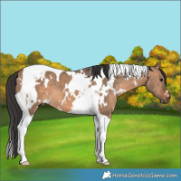 Horse Color:White Spotted Brown Dun Tobiano 