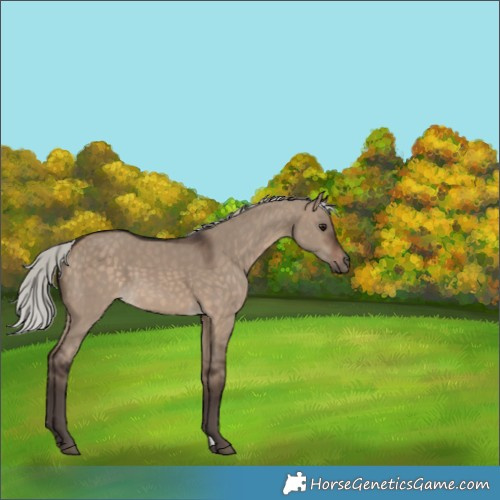 Horse Color:Silver Brown Dun 