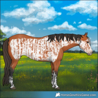 Horse Color:Bay and Bay Frame