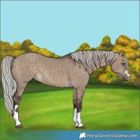 Horse Color:Silver Brown Dun 