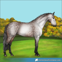 Horse Color:Gray Bay 