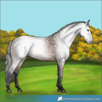 Horse Color:Gray Bay