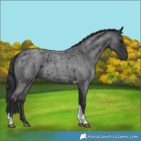 Horse Color:Blue Roan Tobiano 