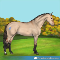 Horse Color:Bay Dun 
