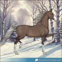 Horse Color:Silver Brown Dun 
